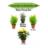 serada decor & plant Bahçe Seti, 2 Adet Limoni Servi Fidanı, 1 Adet Sarı Gül Fidanı, Hediye Biberiye