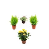 Serada Decor Plant Bahçe Seti 2 Adet Limoni Servi Fidanı 1 Adet Sarı Gül Fidanı+Hediye Mezem Çiçeği