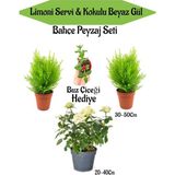 Serada Decor Plant Bahçe Seti 2 Adet Limoni Servi Fidanı+ Beyaz Gül Fidanı+ Hediye Buz Çiçeği