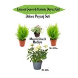 Serada Decor Plant Bahçe Seti 2 Adet Limoni Servi Fidanı+1 Adet Beyaz Gül Fidanı+Hediye Mezem Çiçeği