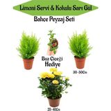 Serada Decor Plant Bahçe Seti 2 Adet Limoni Servi Fidanı+1 Adet Sarı Gül Fidanı+Hediye Buz Çiçeği