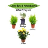 Serada Decor Plant Bahçe Seti 2 Adet Limoni Servi Fidanı+1 Adet Sarı Gül Fidanı+Hediye Lavanta