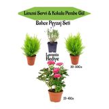 Serada Decor Plant Bahçe Seti 2 Adet Limoni Servi+1 Adet Pembe Gül Fidanı+Hediye Lavanta