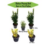 serada decor & plant Bahçe Seti, 2 Adet Yeşil Taflan + 2 Adet Sarı Taflan Fidanı, 30-40 cm, Hediye Mezem Çiçeği