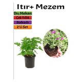 Serada Decor & Plant Bahçe Seti Itır + Mezem, 5-15 cm Saksılı Dış Mekan Bitkileri, Çok Renkli, 2'li Set
