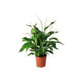 serada decor & plant Barış Çiçeği Spathiphyllum, 50-80 cm, Ev Bitkisi, Ofis Bitkisi