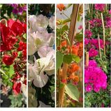 Serada Decor Plant Begonvil Sarmaşığı Set 4 Adet (Kırmızı Beyaz Mor Pembe) Bol Çiçekli Balkon/bahçe Çiçeği