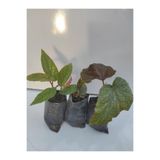 Serada Decor & Plant Begonya, Canlı İç Mekan Bitkileri
