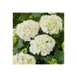 Serada Decor & Plant Bembeyaz Ortanca Çiçeği Fidanı, 30-60 cm, Saksılı, Hydrangea