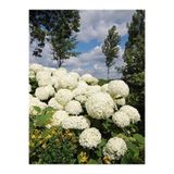 serada decor & plant Bembeyaz Ortanca Çiçeği Fidanı, 35-60 cm, Saksılı, Hydrangea