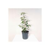 serada decor & plant Benjamin 50-60 cm, Ficus Benjamina Starlight, Canlı İç Mekan Bitkisi