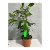 Serada Decor & Plant Benjamin Bitkisi, Ofis Salon Çiçeği, Hediyelik, 40-60cm, Yeşil