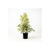 Serada Decor & Plant Benjamin Starlight Alaca Yapraklı Bitkisi, 60-80cm, 1 Adet