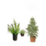 serada decor & plant Beyaz Alacalı Benjamin Bitkisi, Ağaç Menekşesi, Mezem Çiçeği Hediyeli, 3'lü Set