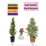 Serada Decor & Plant Beyaz Alacalı Benjamin Bitkisi, Arap Yasemini, Gül Fidanı Hediyeli, Çok Renkli, 3'lü Set