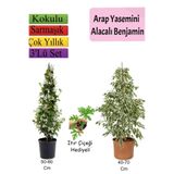 serada decor & plant Beyaz Alacalı Benjamin Bitkisi, Arap Yasemini, Itır Çiçeği Hediyeli, 3'lü Set