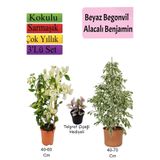 serada decor & plant Beyaz Alacalı Benjamin Bitkisi, Beyaz Begonvil, Telgraf Çiçeği Hediyeli, Çok Renkli, 3'lü Set