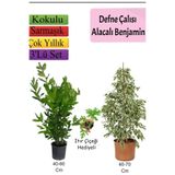 serada decor & plant Beyaz Alacalı Benjamin Bitkisi, Defne Çalısı, Itır Çiçeği, 3'lü Set, Çok Renkli