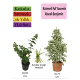Serada Decor & Plant Beyaz Alacalı Benjamin Bitkisi, Katmerli Ful Yasemin, Kurdele Çiçeği Hediyeli, 3'lü Set