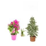 serada decor & plant Beyaz Alacalı Benjamin Bitkisi, Pembe Bodur Begonvil, Kurdele Çiçeği Hediyeli 3'lü Set