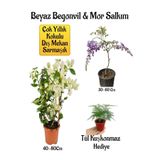serada decor & plant Beyaz Begonvil Çiçeği, Mor Salkım Ağacı Fidanı, Tül Kuşkonmaz Hediyeli Bahçe Peyzaj Seti