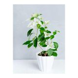 Serada Decor & Plant Beyaz Begonvil Sarmaşığı, 60-90 cm, 1 Adet Saksılı Çiçekli Bahçe Teras Bitkisi