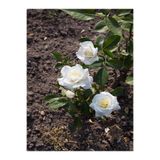 serada decor & plant Beyaz Bodur Gül Fidanı, 20-40 cm, Tüplü, Canlı Çiçekli Bitkiler