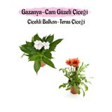 serada decor & plant Beyaz Cam Güzeli, Pembe Gazanya Çiçeği Saksılı Set, 10-20 cm
