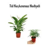 serada decor & plant Beyaz Çiçekli Barış Çiçeği, Tül Kuşkonmaz Hediyeli