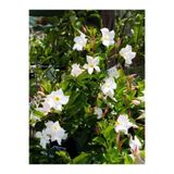 serada decor & plant Beyaz Çiçekli Mandevilla Sandavilla, 30-60 cm, Dekoratif Tırmanıcı Bahçe Bitkisi
