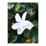 serada decor & plant Beyaz Çiçekli Mis Kokulu Gardenya Çiçeği, 20-30 cm, Saksılı, İç Mekan Bitkileri