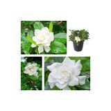 Serada Decor & Plant Beyaz Çiçekli Mis Kokulu Gardenya Çiçeği, 20-35 cm, Saksılı, İç Mekan Bitkileri