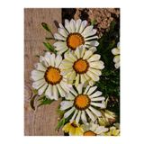 serada decor & plant Beyaz Gazanya Çiçeği, 1 Adet, Saksılı, 15-25 cm