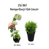 serada decor & plant Beyaz Kartopu Çiçeği Viburnum 40-60cm + Çalı Şimşiri 30-40cm 2'li Set Saksılı Bahçe Bitkisi