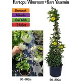 Serada Decor Plant Beyaz Kartopu Çiçeği (Viburnum)+Sarı Yasemin Çiçeği Fidanı 2'li Bahçe Seti