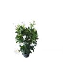 serada decor & plant Beyaz Mandevilla Çiçeği Saksılı, Kurdele Çiçeği Hediyeli, 30-50cm, Peyzaj Seti