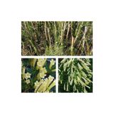 Serada Decor & Plant Beyaz Mercan Çiçeği, 30-60 cm, Saksılı Dış Mekan Bitkileri, Çok Renkli