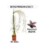 serada decor & plant Beyaz Mercan Çiçeği, 40-60 cm, Sakılı, Telgraf Çiçeği Hediye, Bahçe Teras Bitkisi