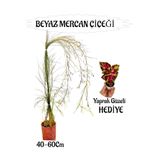 Serada Decor & Plant Beyaz Mercan Çiçeği Sakılı 40-60cm, Yaprak Güzeli Hediye, Bahçe Teras Bitkisi