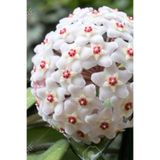 Serada Decor & Plant Beyaz Mum Çiçeği Hoya 10-15cm Yavru