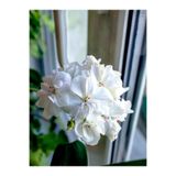 serada decor & plant Beyaz Pelargonium Sardunya Çiçeği, 15-25 cm, Saksılı
