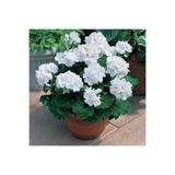 Serada Decor & Plant Beyaz Sardunya Çiçeği Fidanı, 10-20 cm