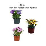 Serada Decor & Plant Bodrum Papatyası 3'lü Set, Mor-Sarı-Pembe Renk, Bahar Bahçe Seti