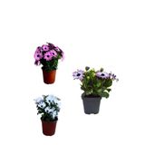 Serada Decor & Plant Bodrum Papatyası 3'lü Set, Pembe, Mor, Beyaz Renk, Bahçe Bitkisi