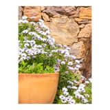 Serada Decor & Plant Bodrum Papatyası Fidesi, Beyaz Çiçekli, 10-30 cm, 1 Adet Saksılı Canlı Bitki Osteospermum