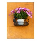 Serada Decor & Plant Bodrum Papatyası Mor Renkli, 20-30 cm, 1 Adet Saksılı Canlı Bitki