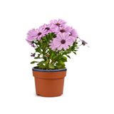 Serada Decor & Plant Bodrum Papatyası Mor Renkli, 20-45 cm, 1 Adet, Canlı Bitki