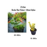 Serada Decor & Plant Bodur Nar Ağacı Fidanı + Altuni Taflan Çit Bitkisi 2'li Set, Çok Renkli