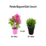 Serada Decor Plant Bodur Şeker Pembe Begonvil Fidanı+Çalı Şimşiri 2'li Set Saksılı Bahçe Bitkisi
