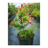 Serada Decor & Plant Bodur Süs Narı, 30cm, Bahçe Balkon Salon Bitkisi, 1. Kalite